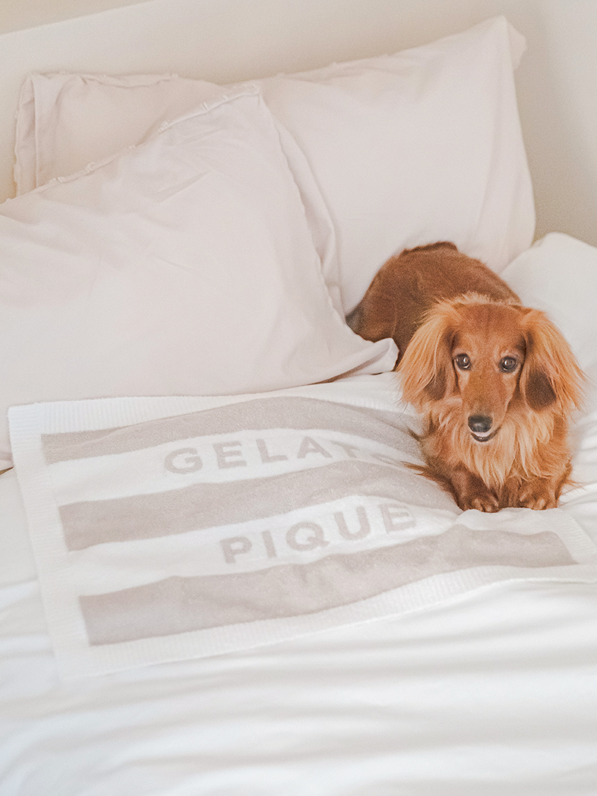 柴犬 ブランケット グレー ジェラートピケ 限定デザイン NEWS