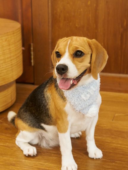 ドッグ」に該当する SALE(セール)｜ルームウェア・パジャマ通販の