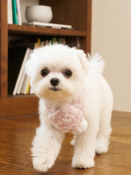 ルームウェア・パジャマ通販のgelatopique（ジェラートピケ