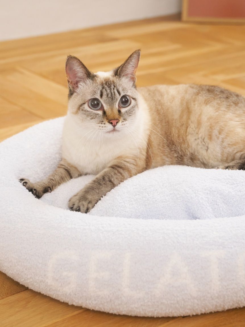 正規品 ジェラートピケ ベビモコ キャットジャガード 上下セット L gelato pique（ジェラートピケ） ベビモコCATジャガードプルオーバー