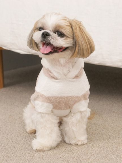 新品　gelato pique DOG柄　ルームウェア　上下セット　パジャマ 公式】gelato pique CAT & DOG（ジェラート ピケ キャット