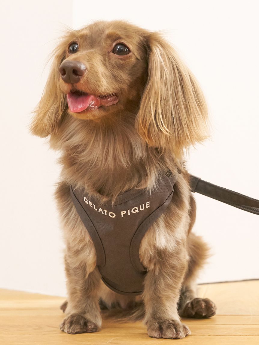 店舗限定カラー　シーズー　上下セット 犬 レインコート 小型犬 中型犬 レインウェア カッパ 雨具 防水 犬用