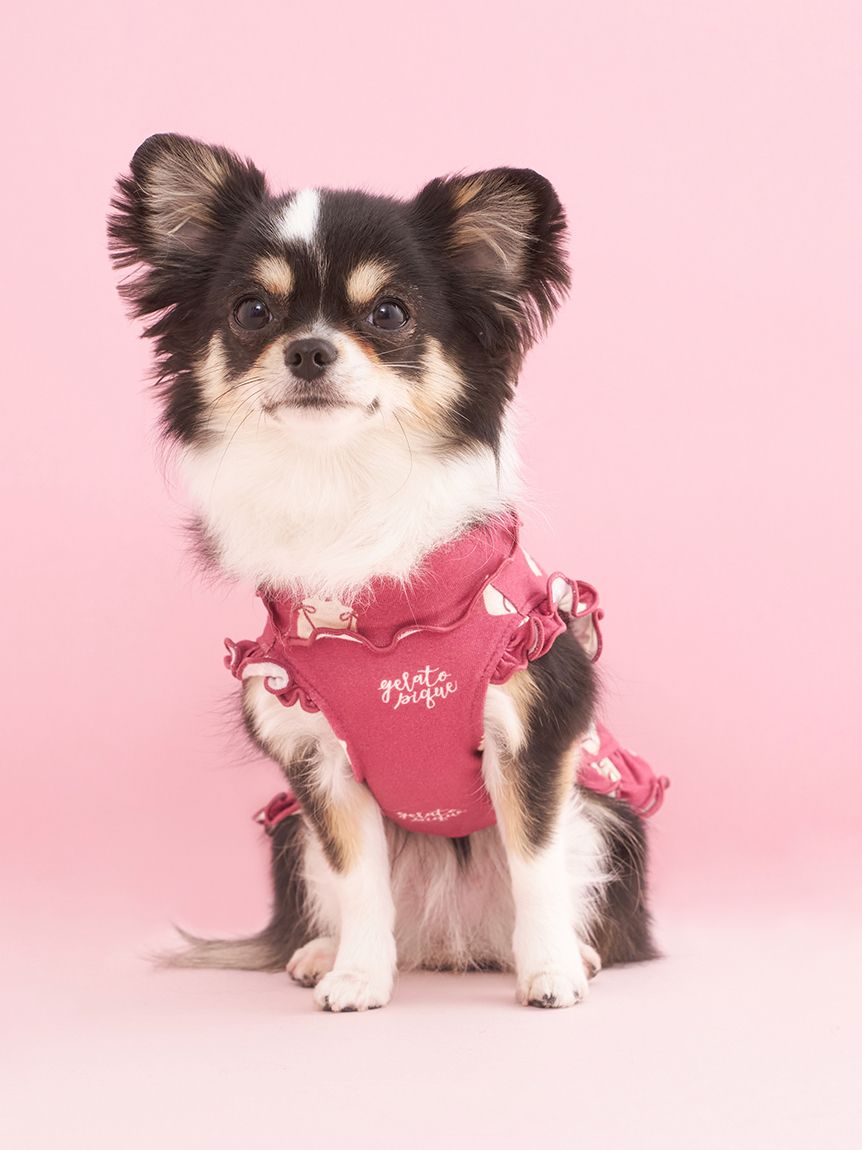 専用。ジェラートピケチワワプルオーバー上下セット 新品未使用タグ付き ジェラピケ ジェラートピケ DOG柄 Tシャツ パンツ上下セット チワワ