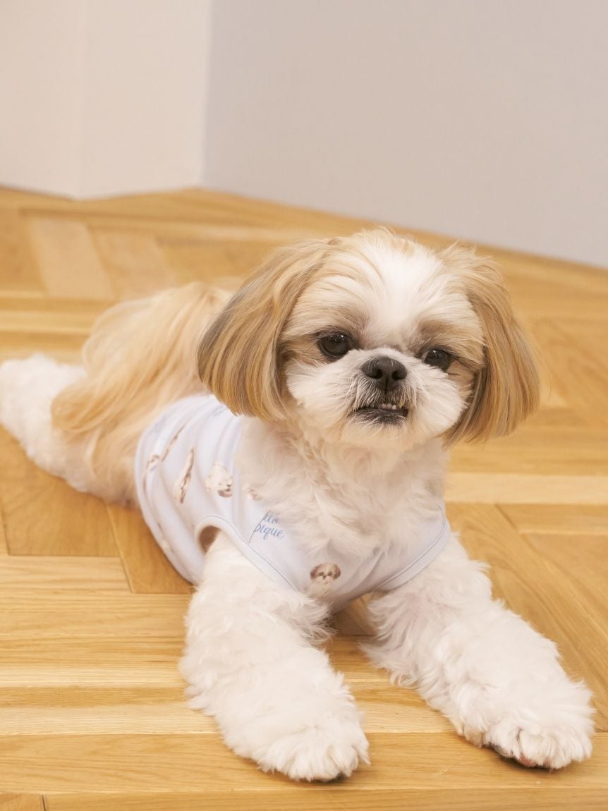 ジェラートピケ シーズージャガードプルオーバー店舗限定カラー ジェラートピケ gelato pique シーズージャガードプルオーバー