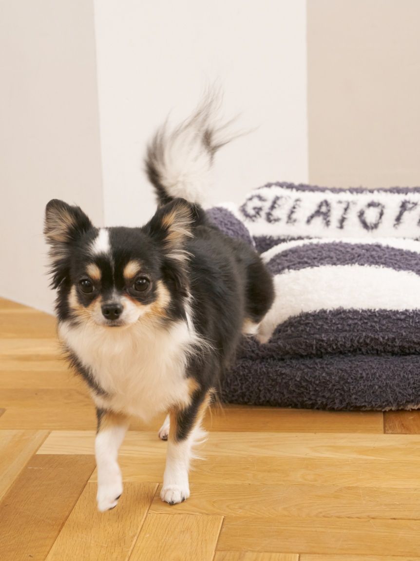 CAT&DOG】ジェラートソファ型ベッドM(ベッド・ハウス)｜ルームウェア