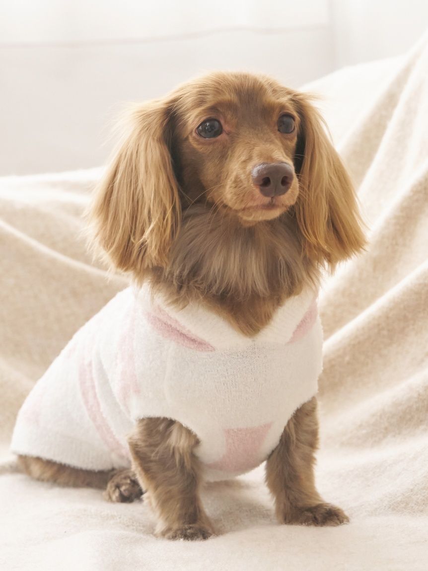 犬好き1/2 PECOBOX・Doggy Box・こいぬすてっぷ比較】愛犬に毎月届く