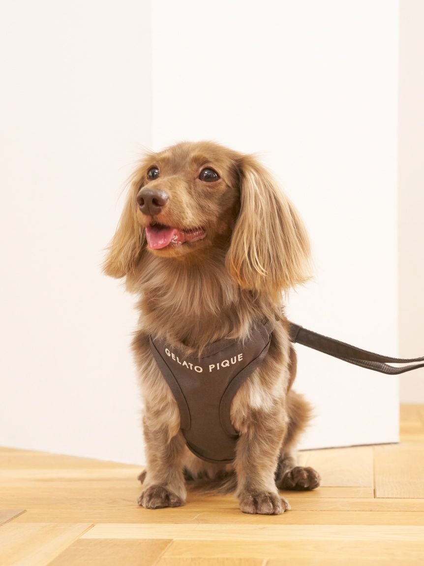 CAT&DOG】背中あきハーネス(ハーネス・リード)｜ルームウェア