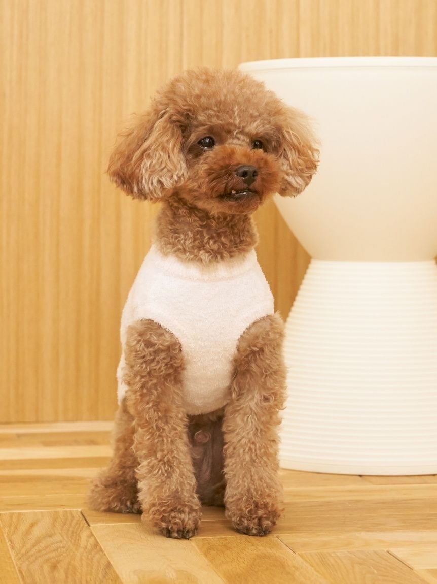 トイプードルジャガードプルオーバー& ショートパンツ WOMEN】トイプードルJQDプルオーバー＆ショートパンツ | gelato