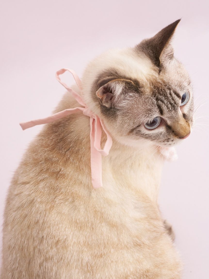 CAT&DOG】【Birthday】スムーズィーバースデースタイ(グッズ