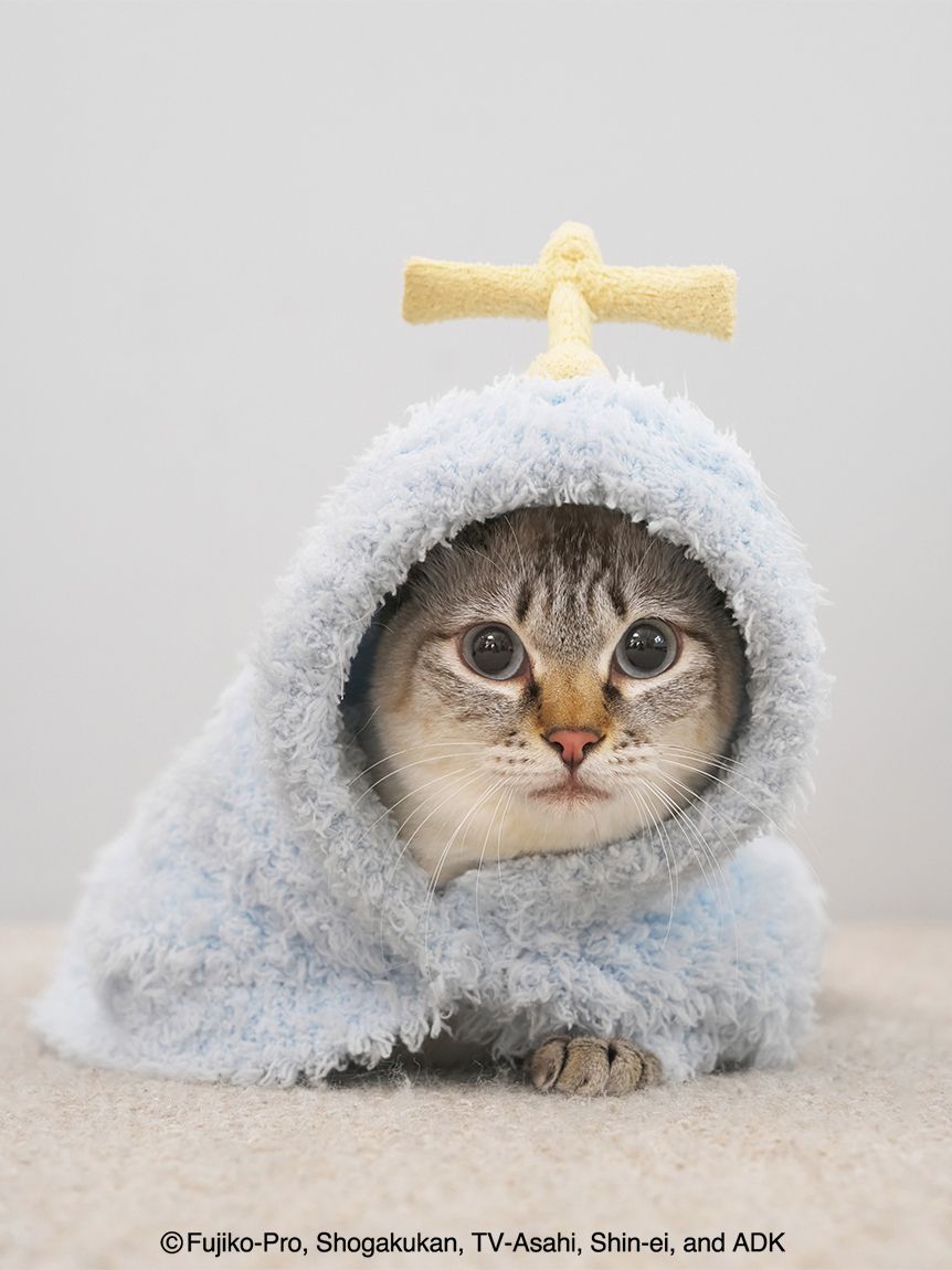 ジェラートピケ　ルームウェア パジャマ CAT ジェラートピケ ルームウェア パジャマ CAT gelato pique