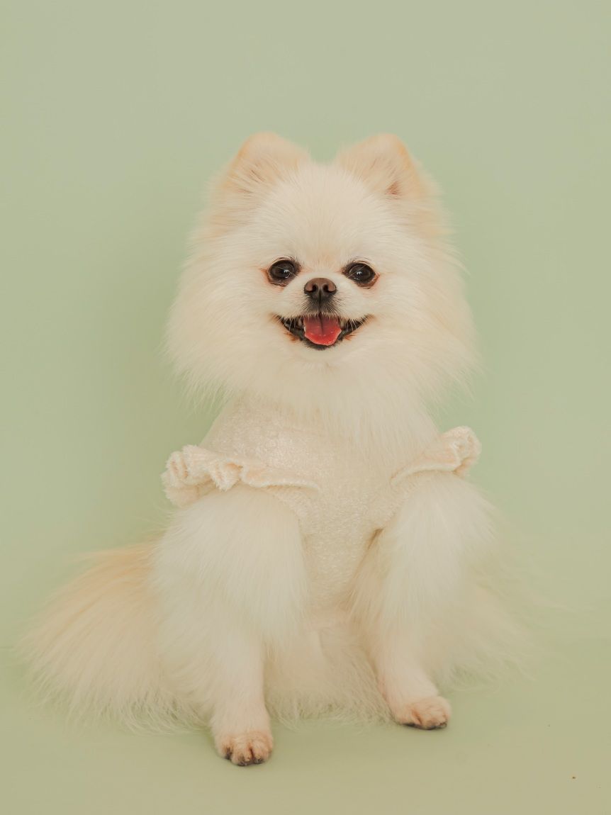 CAT&DOG】フルーツジャガードプルオーバー(ウェア)｜ルームウェア