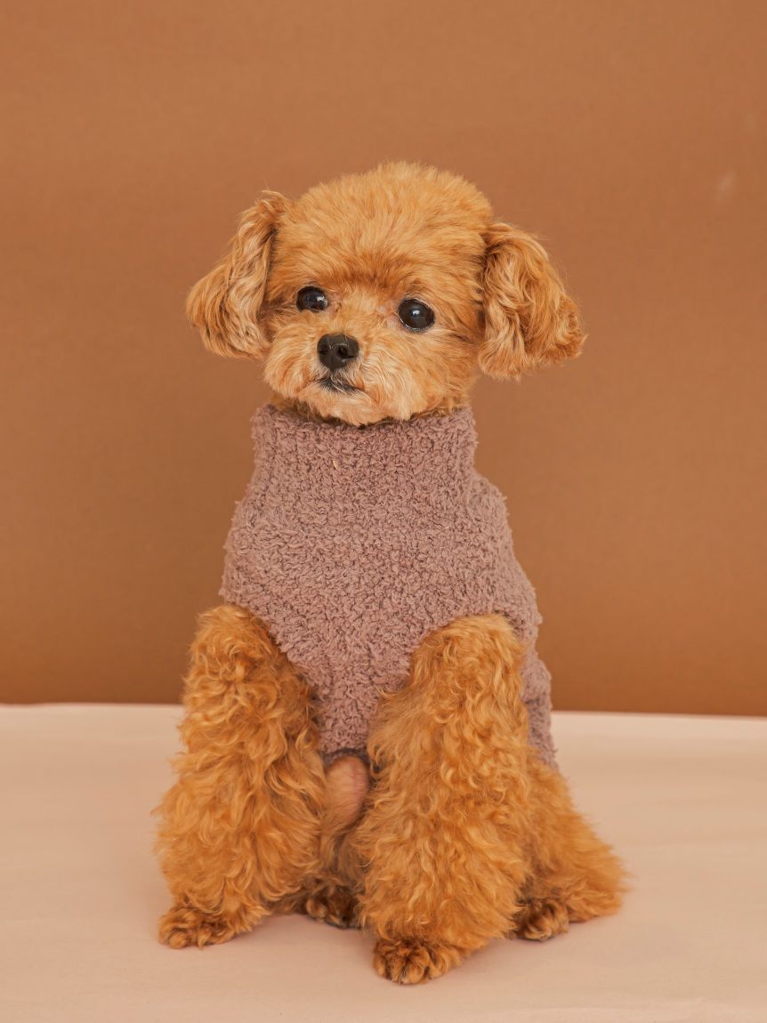 CAT&DOG】ハイネックロゴプルオーバー(ウェア)｜ルームウェア