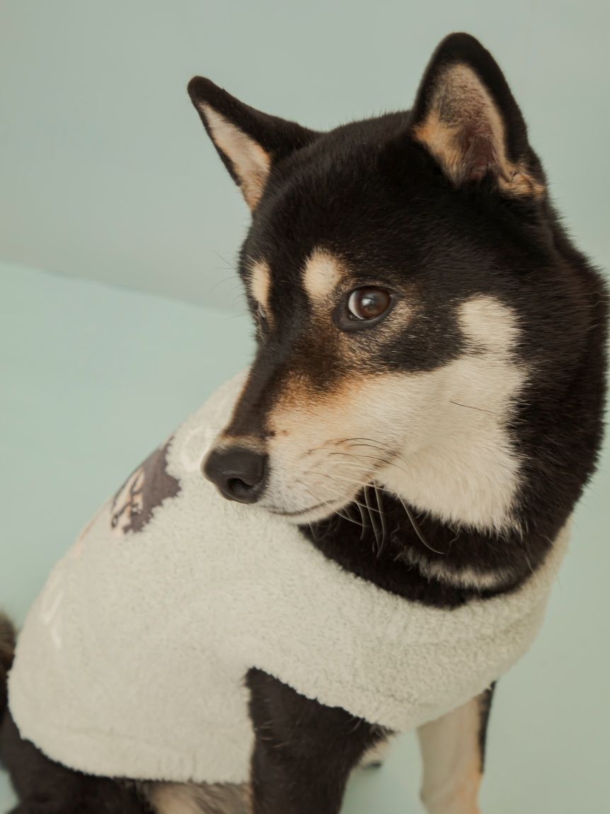 スムーズイー　柴犬　ジャガードプルオーバー＆　ショートパンツセット ベージュ スムーズィー柴犬ジャガードプルオーバー ジェラートピケ - メルカリ