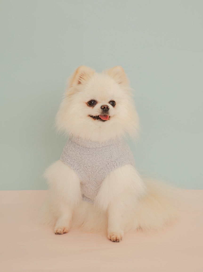 CAT&DOG】ポメラニアジャガードプルーバー(ウェア)｜ルームウェア